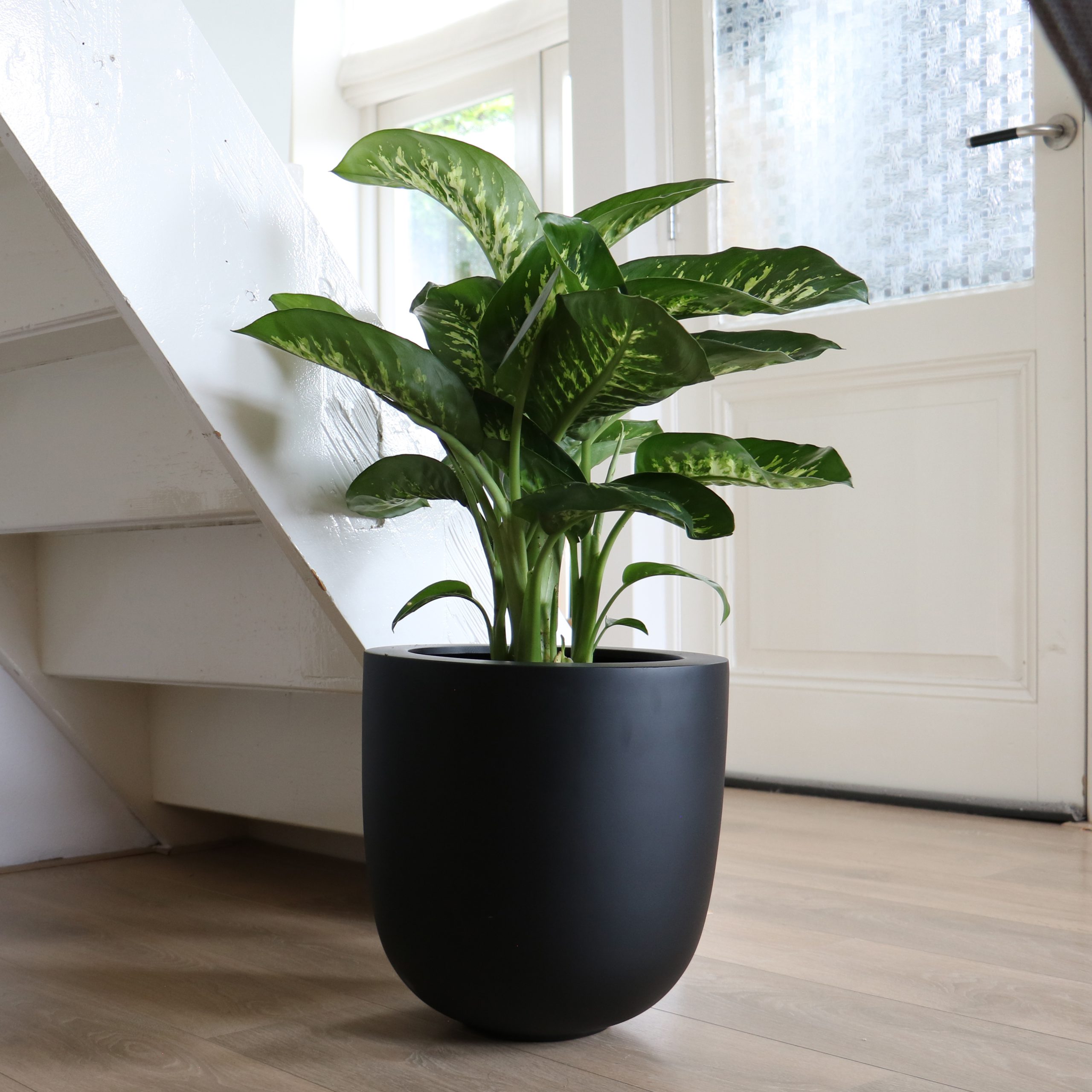 Plant Design; metti il ​​verde sul numero uno!